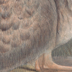 Banded Hare-wallaby (Lagostrophus fasciatus)
