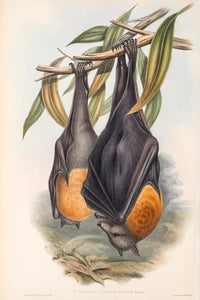 Grey Headed Flying Fox