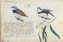 Load image into Gallery viewer, Diamond Firetail