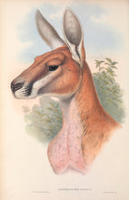 Load image into Gallery viewer, Red Kangaroo