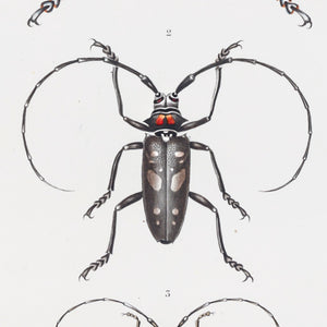 Insects
