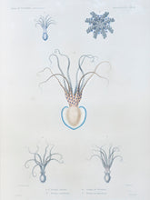Load image into Gallery viewer, Octopus