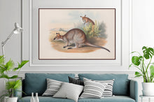 Load image into Gallery viewer, Red-necked Wallaby