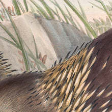 Load image into Gallery viewer, Tasmanian Echidna