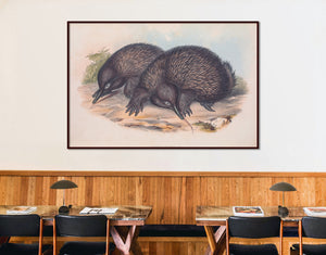 Echidna