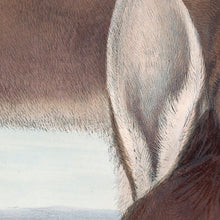 Load image into Gallery viewer, Western Grey Kangaroo