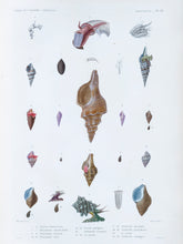 Load image into Gallery viewer, Molluscs