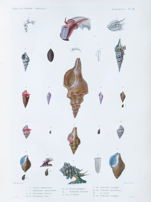 Molluscs