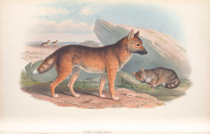 Dingo