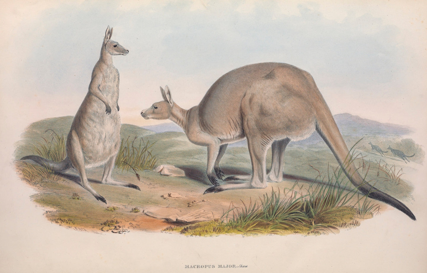 Eastern Grey Kangaroo