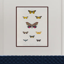 Load image into Gallery viewer, Butterflies