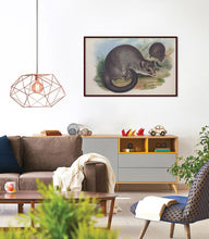 Load image into Gallery viewer, The Short-eared Possum