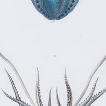 Load image into Gallery viewer, Squid