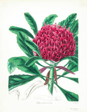 Load image into Gallery viewer, Waratah (Telopea speciosissima)